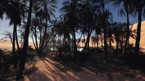 Peaceful Twilight View of Shaded Palms and Hidden Water Source