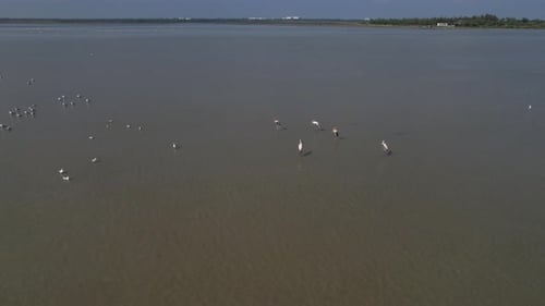 Birds Standing in Shallow Water from Aerial View