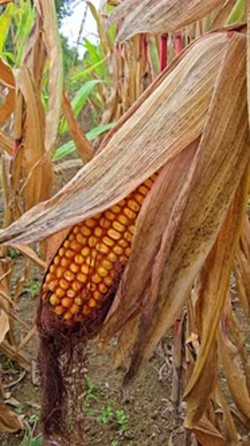 Close-Up of Ripe Corn Cob Swaying in the Wind