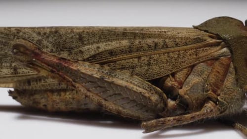 Bug macro : zoomez pour révéler une sauterelle de Caroline