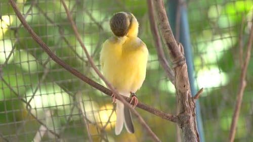 Canary bird inside cage perch on sticks and wires. Serinus canaria, canaries, island canary, canary,