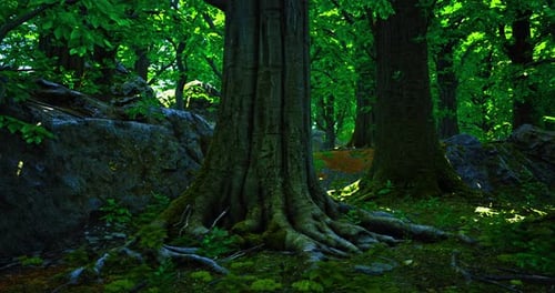 Exploring the Lush Green Forest with Majestic Trees and Bright Foliage