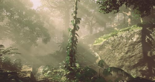 Lush Forest with Sunlight Filtering Through Trees During Morning Hours