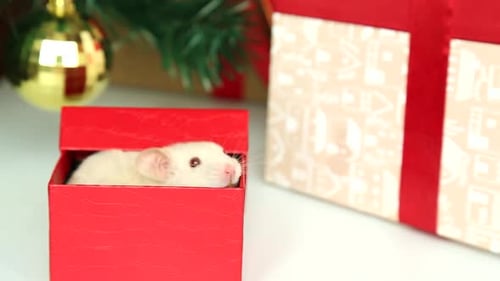 White Mouse Pokes Head out of Christmas Gift Box