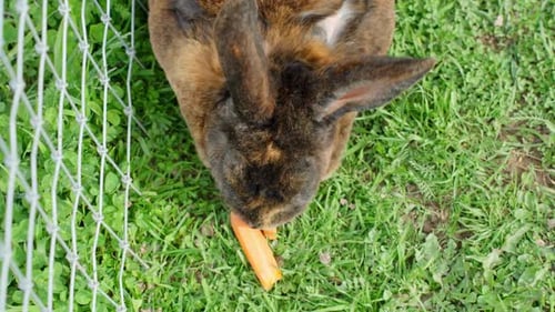 Top-Down View of Rabbit Enjoying a Carrot in Cage