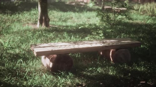 Wooden Bench Near Pathway in Trees Shadow of Summer Forest Park in Sunny Day