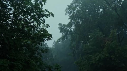 Rainy Weather in a Forest of Green Trees