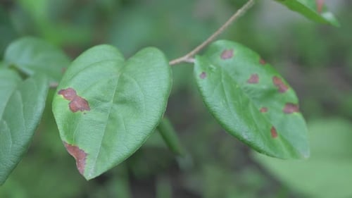 Sick Damage on Green Leaf