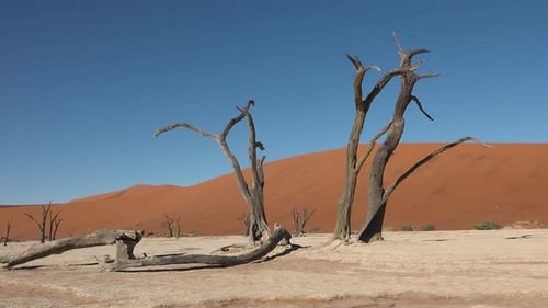 Dead trees contrast against the red dunes in a serene desert landscape during bright daylight.