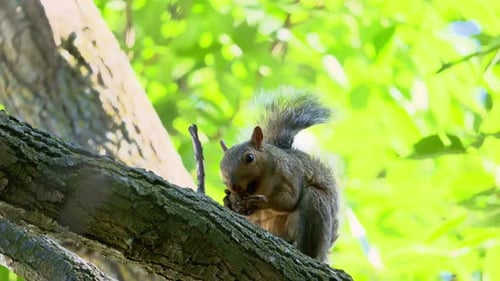 Grey Brown Squirrel on the Tree Trunk Eating a Nut Close Up