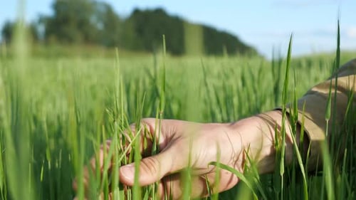 Hand Gently Touching Green Grass in Field