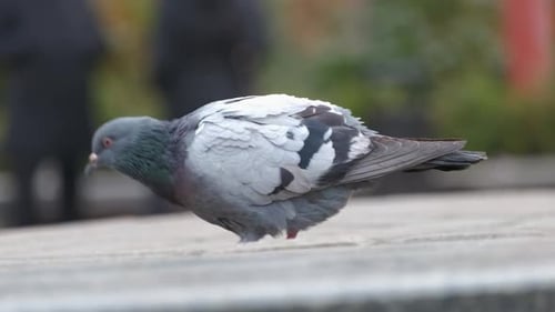 Closeup of Gray Pigeons Birds Walking on a City Street Searching Food