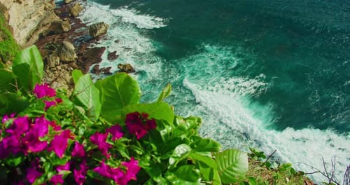 Pink Bougainvillea Flowers Blooming on Ocean Beach Nature Background