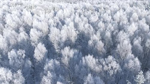 Wald im Schnee