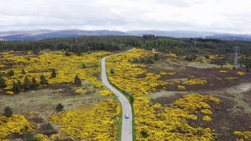 A country road leads through a field of flowers, filmed from a bird's eye view