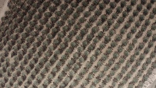 Aerial view over Large Date plantations in dead sea