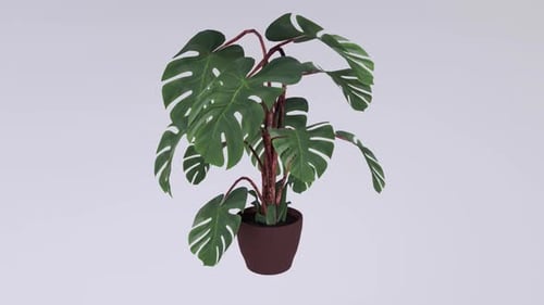Realistic Monstera Plant in Brown Pot