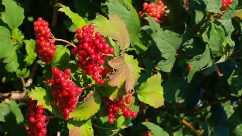 A Bunch of Red Berries Growing on a Bush with Green Leaves