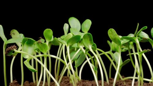 Time Lapse of Growth Sunflowers Plants