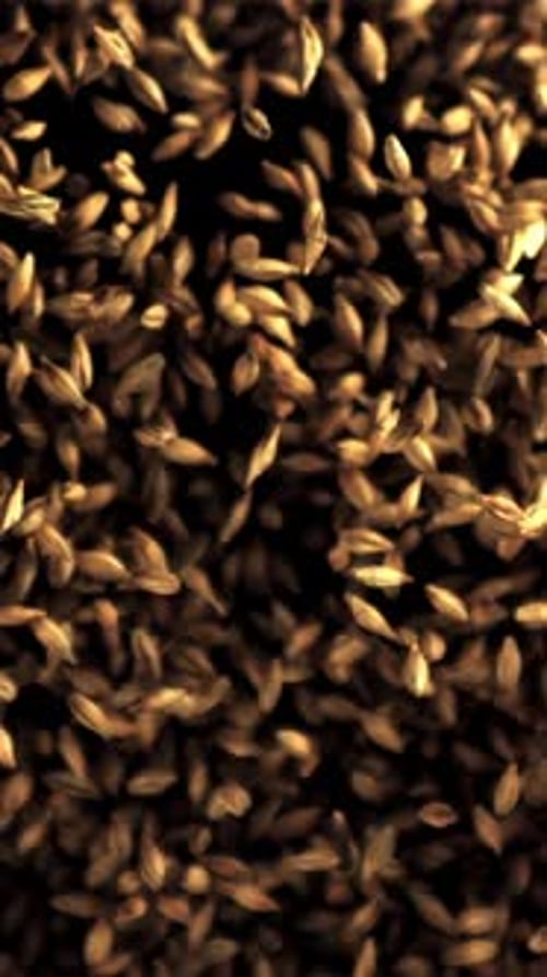 The Super Slow Motion of Wheat Grains Soars Up and Falls Filmed on a Highspeed Camera at 1000 Fps