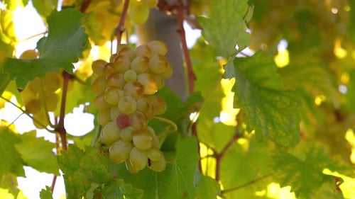 Ripe Green Grapes on the Vine in Daylight