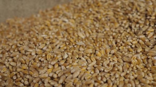 Lot of Wheat Grains After Good Harvest
