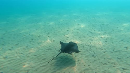 Stingray swimming underwater at Mil Palmeras beach in Spain in slow motion