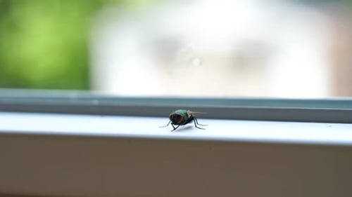 Green Housefly Indoors Sitting on Window Ledge - Shallow Focus Close Up