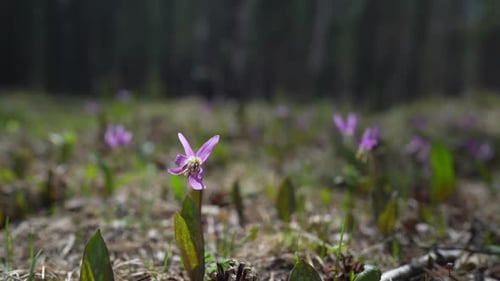 First Spring Flowers Purple Snowdrops Bloom Lot of Flowering Inflorescences Among Melting Snow Thaw