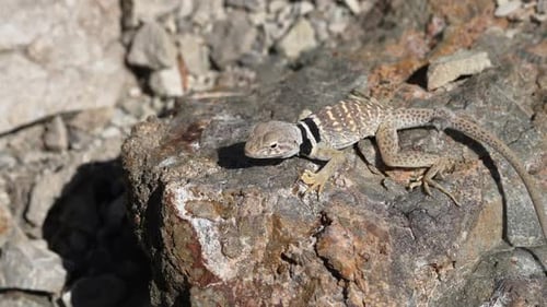 Great Basin Collared Lizard climbing on a rock to warm up from the sun
