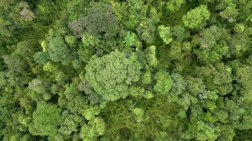 Top View of a Dense Tropical Rainforest in Thailand