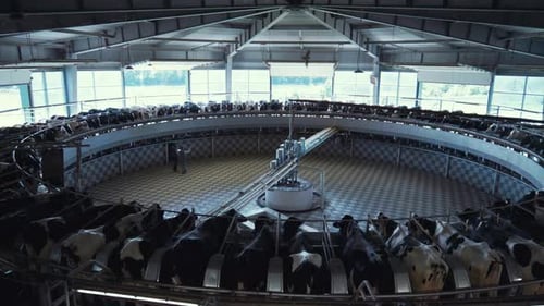 Installation de production laitière à carrousel pour vaches laitières. Vue de l'intérieur du salon moderne. Managers inconnus Li...