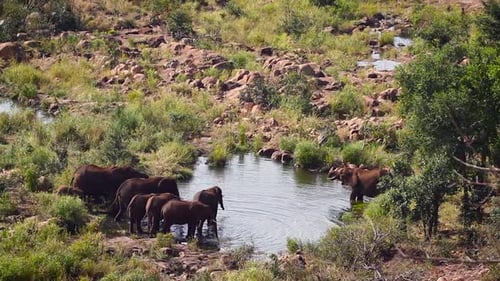 Afrikanischer Buschelefant im Krüger-Nationalpark, Südafrika