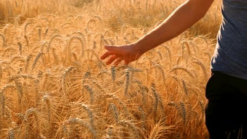 A Farmer in a Field of Wheat Checks Selective Focus