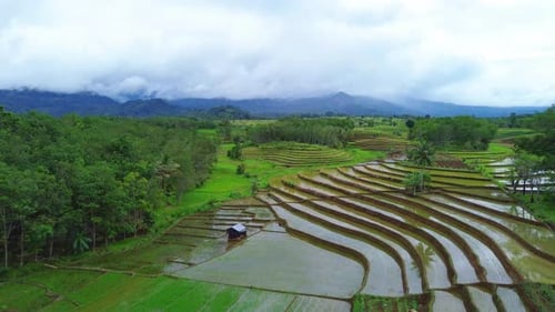 Beautiful morning view indonesia Panorama Landscape paddy fields with beauty color and sky natural