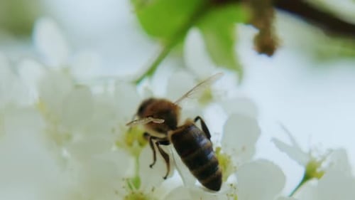 Honeybee on White Blossoms Collects Pollen in Springtime