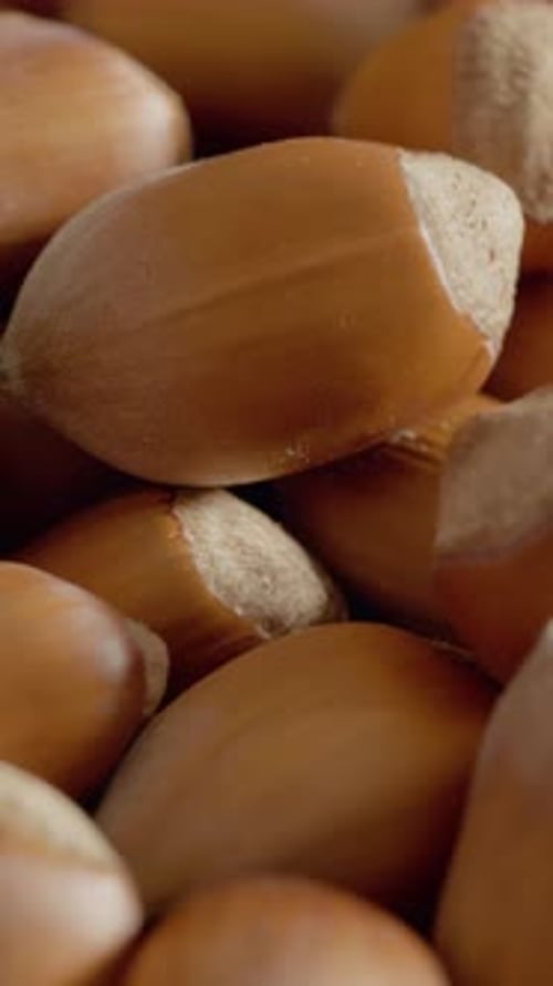Vertical video Discovering the beauty and benefits of fresh hazelnuts from the orchard