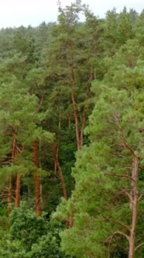 Aerial shot of tree tops. Green tree aerial view of forest
