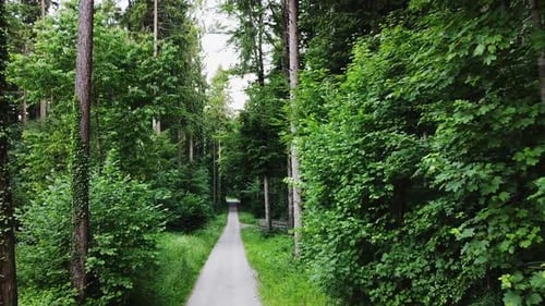 Bird's-eye survey of green forest in Spring, showing trees, and a path to walk.
