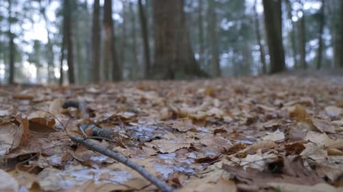 Close-up of dead leaves and ice panning through a forest in Winter (4K)