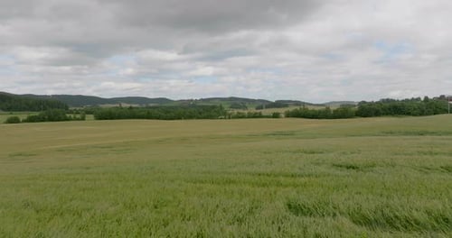 Lush Green Crops Swaying in the Breeze
