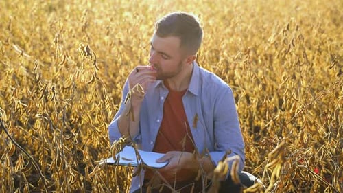 Agronomist Inspecting Soya Bean Crops Growing in the Farm Field