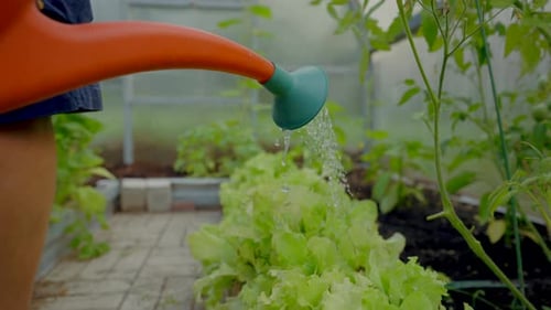 Watering Lettuce Plants in Greenhouse