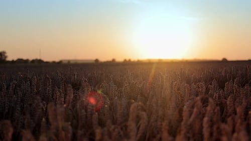 Weizenähren auf dem Feld bei Sonnenuntergang Weizenerntezeit Landwirtschaft und Weizenanbau Golden