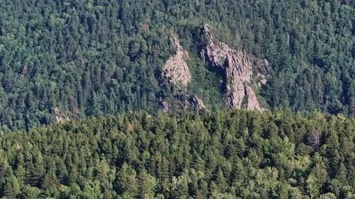 A Majestic Forest with Towering Trees and a Canopy of Greenery