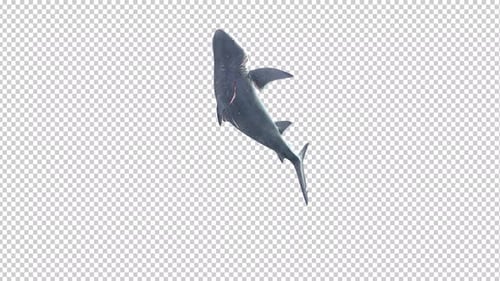 3D Animated Great White Shark Swimming Loop