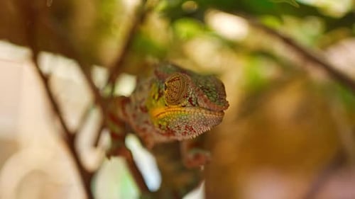Caméléon dans un terrarium dans l'un des jardins zoologiques de Prague en Europe