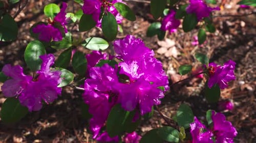 Detailed flower footage with minimal and clean composition