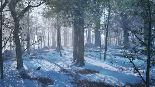 Winter Forest in the Mountains