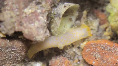 Yellow Sea Slug moving around rocks during low tide, Eilat, Israel